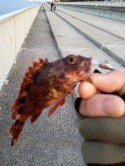 大蔵海岸でガシラの釣果〜朝マズメでのメバリング