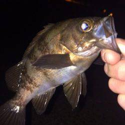 大蔵海岸でのメバリング 完全に表層パターンでした