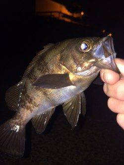 大蔵海岸でのメバリング 完全に表層パターンでした