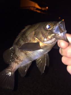 大蔵海岸でのメバリング 完全に表層パターン…