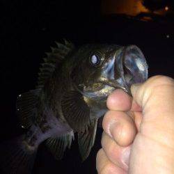 大蔵海岸でのメバリング 完全に表層パターンでした