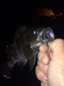 大蔵海岸でのメバリング 完全に表層パターンでした