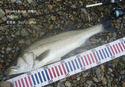 円山川にてシーバス70㎝をゲット