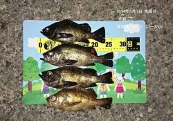 竹野でのメバル釣果