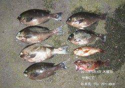 竹野でのグレ釣果