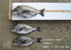 津居山でチヌ45cm・43cm・40cm3…