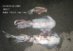 日本海、香住エリアでもキロアップのアオリ☆…