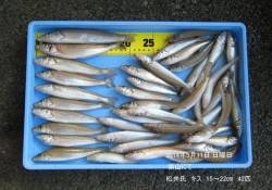 柴山にてキス40匹オーバーの好釣果