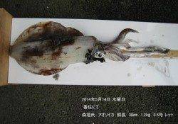 香住のエギングでアオリイカ胴長30㎝！