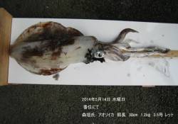 香住のエギングでアオリイカ胴長30㎝！