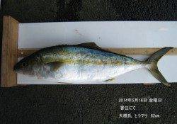 香住にてヒラマサ62㎝！