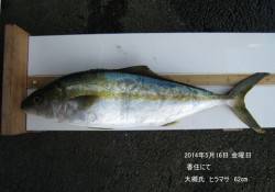 香住にてヒラマサ62㎝！