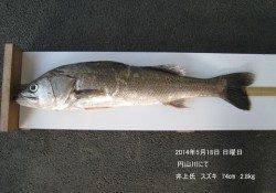 円山川にてスズキ74㎝・津居山港でチヌ48㎝&46㎝