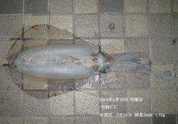 竹野港にてエギングでアオリイカ胴長34㎝1.7㎏