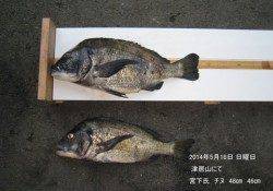 円山川にてスズキ74㎝・津居山港でチヌ48㎝&46㎝