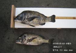 円山川にてスズキ74㎝・津居山港でチヌ48…