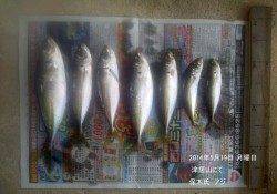 津居山にてアジの釣果