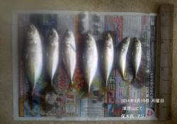 津居山にてアジの釣果