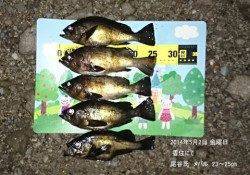 香住エリア、良型メバルが釣れています♪