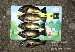 香住エリア、良型メバルが釣れています♪