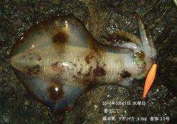 香住にてエギングでアオリイカ1.3㎏