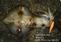 香住にてエギングでアオリイカ1.3㎏