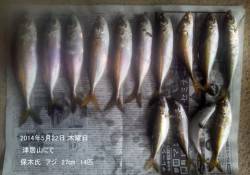 津居山にて27cmまでの良型アジ釣れました