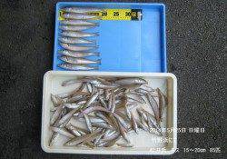 竹野浜　投げ釣りでキス85尾の釣果