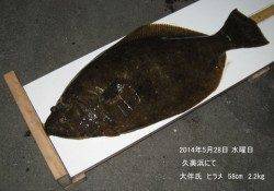 久美浜にてヒラメ58㎝・2.2㎏！