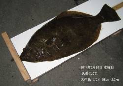 久美浜にてヒラメ58㎝・2.2㎏！