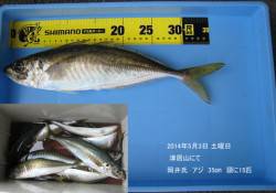 津居山で35cmのデカアジ釣れました〜♪
