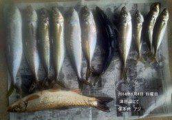 津居山でアジの釣果