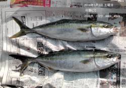 竹野方面で44・45cmのハマチの釣果あり…