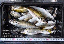 【5日】香住東港にて良いサイズのアジが40匹