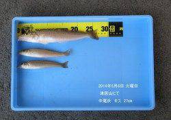 津居山にてキス27cm