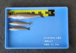 津居山にてキス27cm