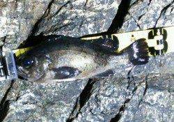 竹野にて良型メバル28㎝