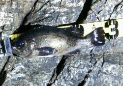 竹野にて良型メバル28㎝