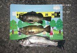 竹野でのメバル釣果