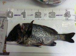 兵突穴子狙いのぶっ込み仕掛けにチヌ45cm！