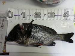 兵突穴子狙いのぶっ込み仕掛けにチヌ45cm…