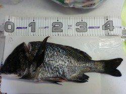 兵突穴子狙いのぶっ込み仕掛けにチヌ45cm！