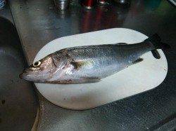 淡路島・炬口周辺でシーバス、雨後の濁りがいい感じでした