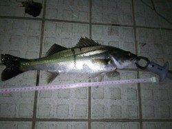 淡路島・炬口周辺でシーバス、雨後の濁りがいい感じでした