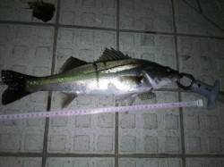 淡路島・炬口周辺でシーバス、雨後の濁りがい…