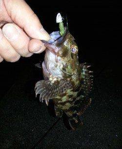 淀川河口周辺 チニングでキビレ37cm、ガシラは大漁