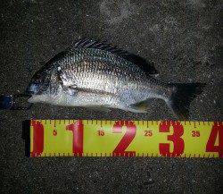 淀川河口周辺 チニングでキビレ37cm、ガシラは大漁