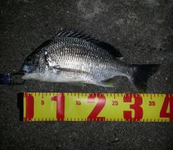 淀川河口周辺 チニングでキビレ37cm、ガ…