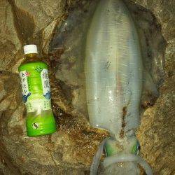 白浜にてエギング、深夜から入って朝マズメに春イカ1800gゲット！