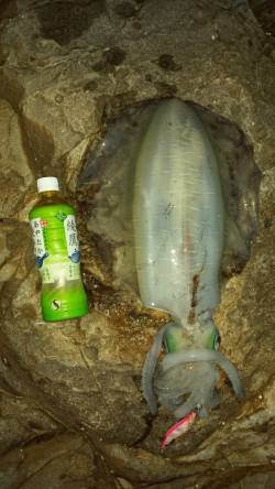 白浜にてエギング、深夜から入って朝マズメに…